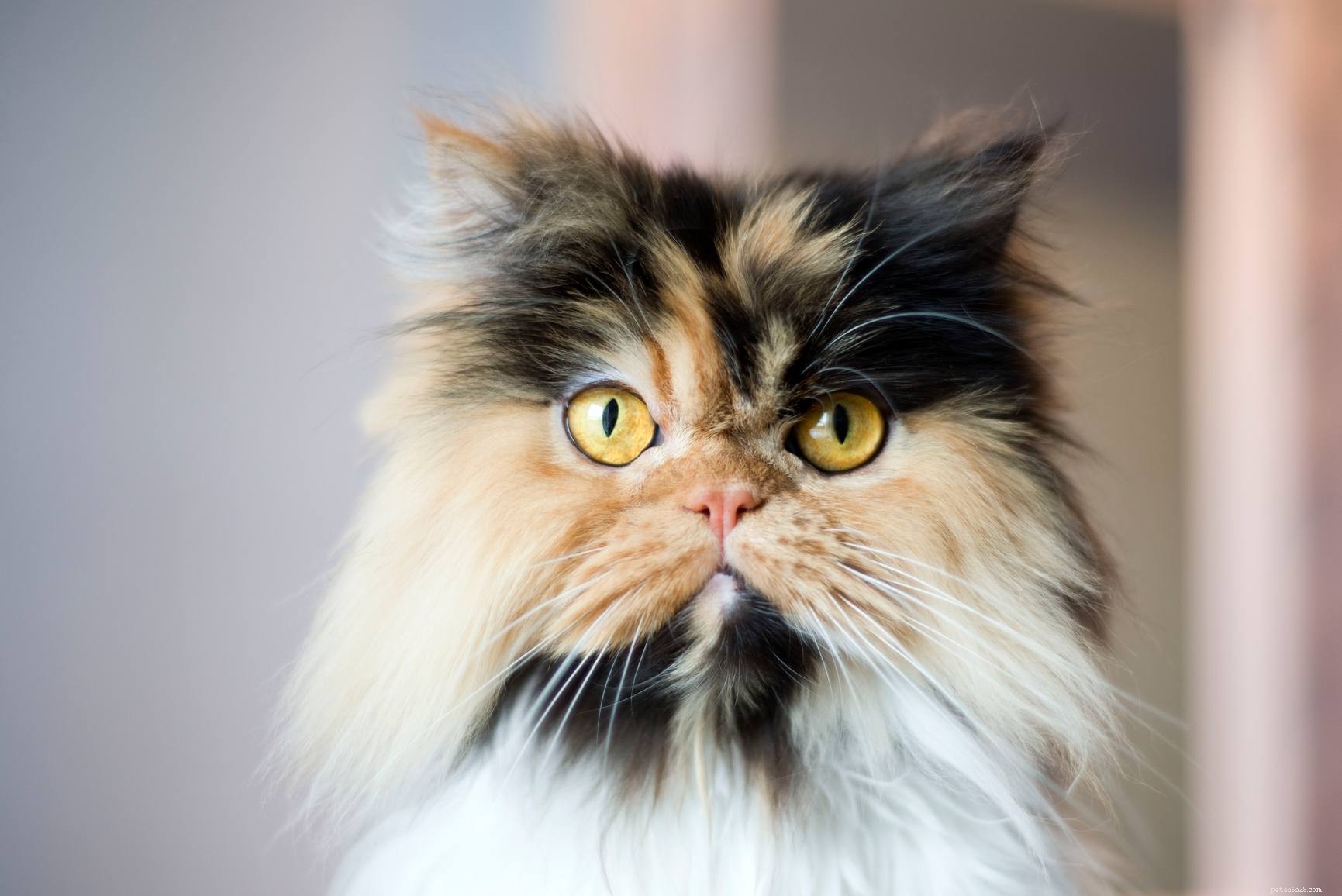 Top 12 Cat Breeds Loved by Feline Enthusiasts Worldwide