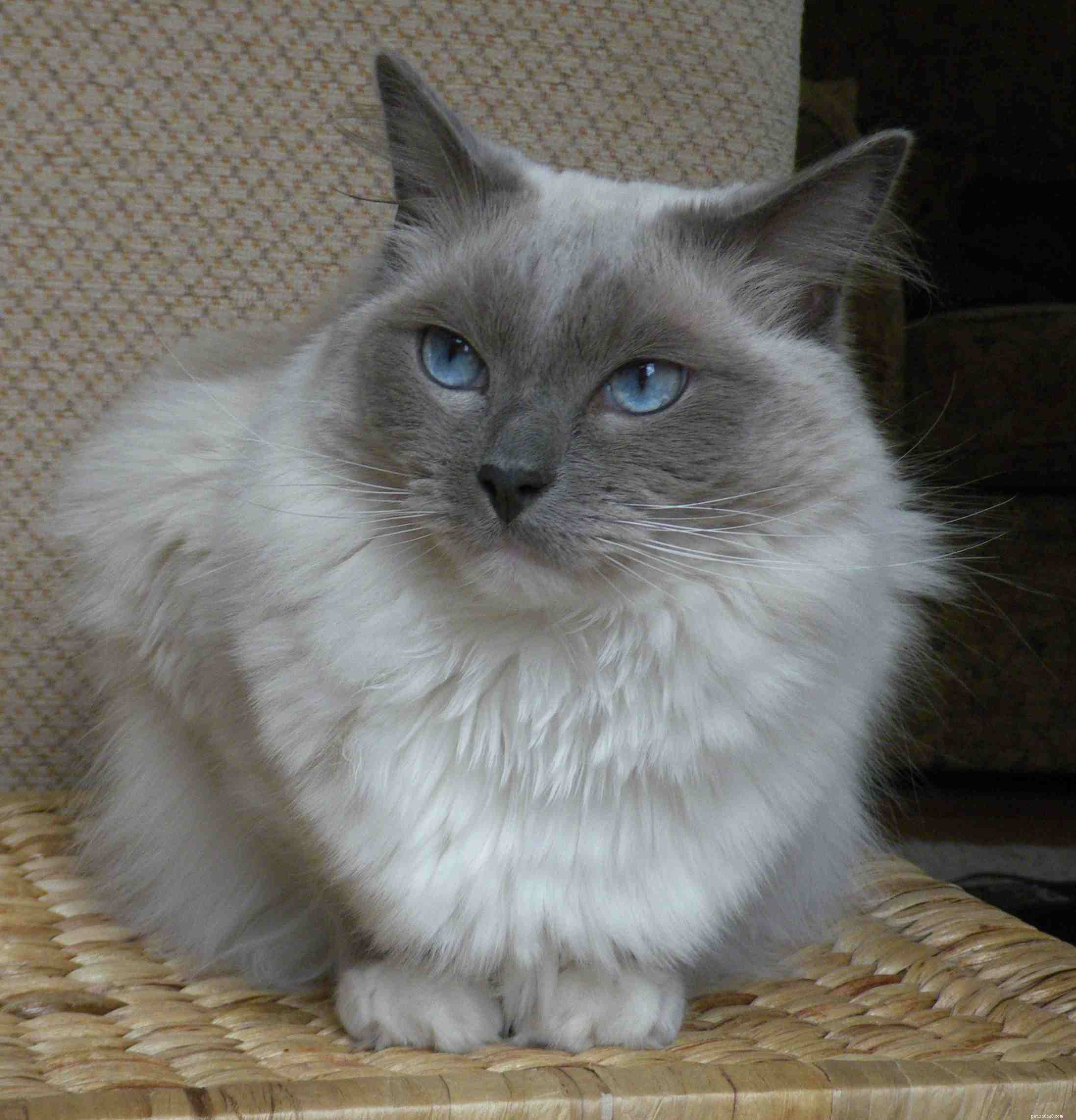 Top 12 Cat Breeds Loved by Feline Enthusiasts Worldwide
