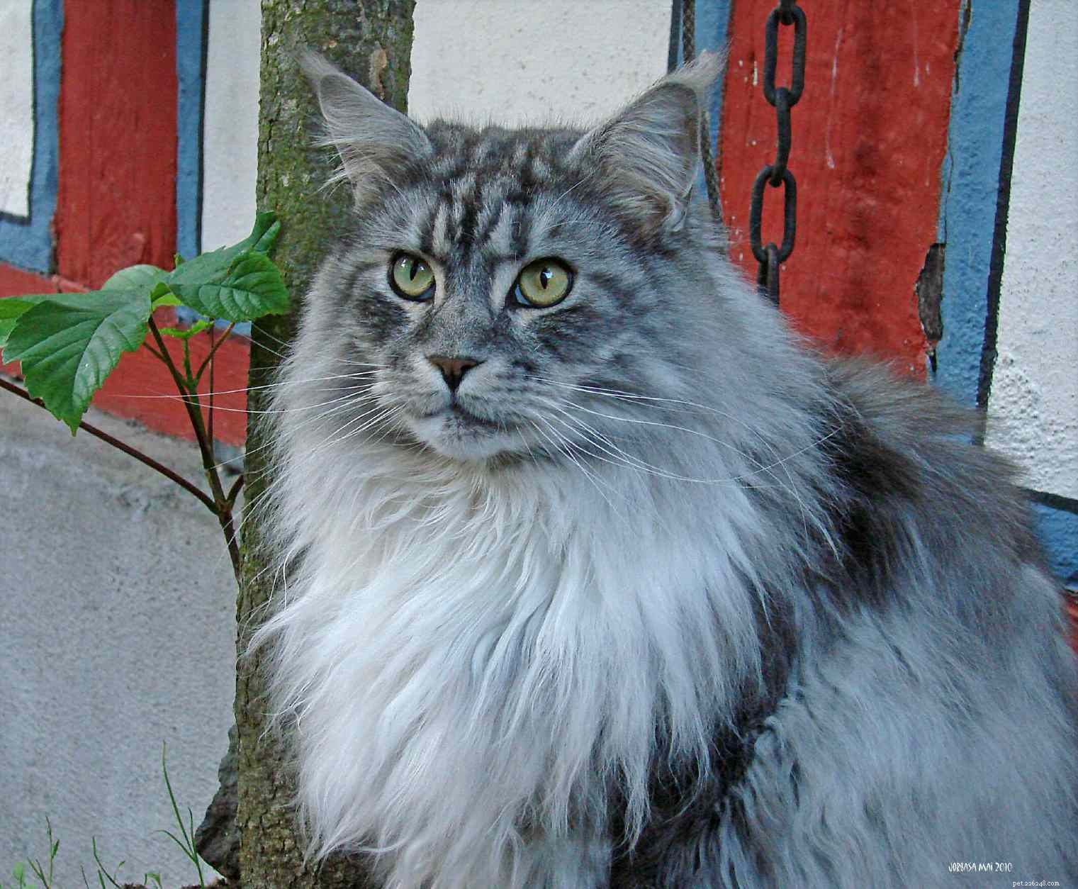 Top 12 Cat Breeds Loved by Feline Enthusiasts Worldwide
