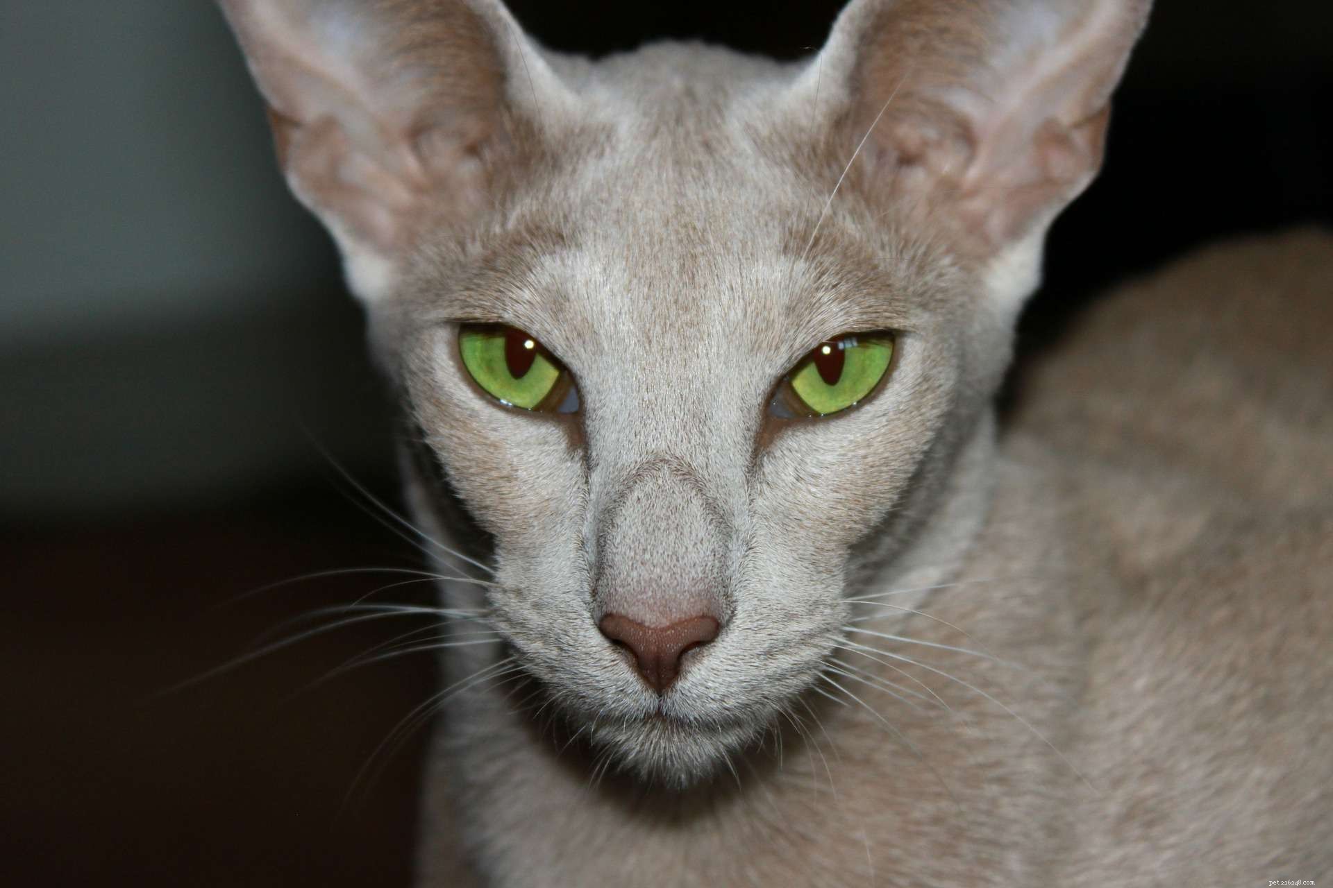 Top 12 Cat Breeds Loved by Feline Enthusiasts Worldwide