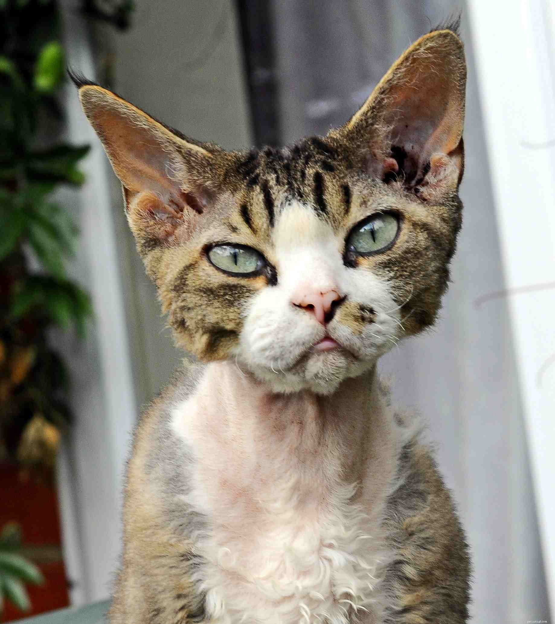 Top 12 Cat Breeds Loved by Feline Enthusiasts Worldwide