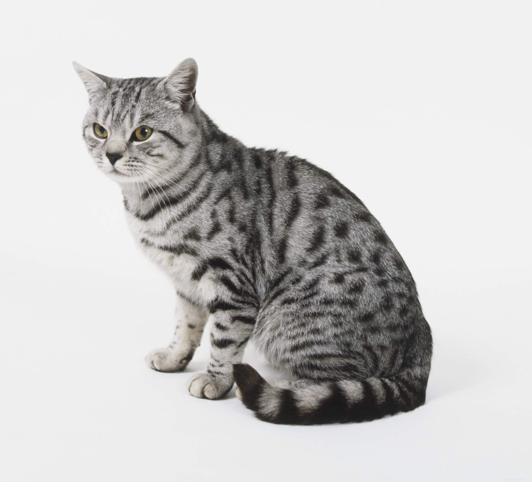 Top 12 Cat Breeds Loved by Feline Enthusiasts Worldwide