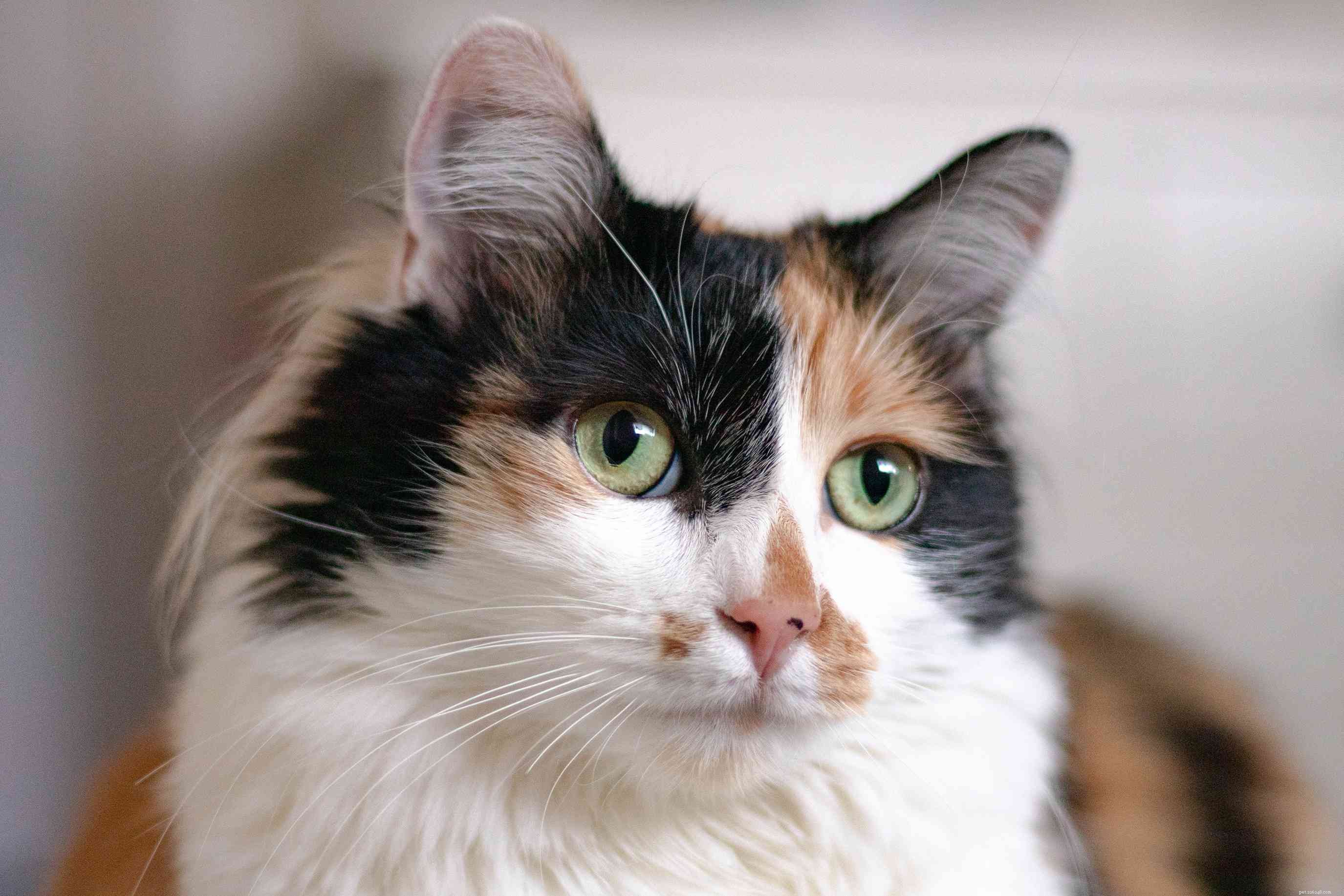 Calico Cats: Colors, Genetics, and Unique Traits