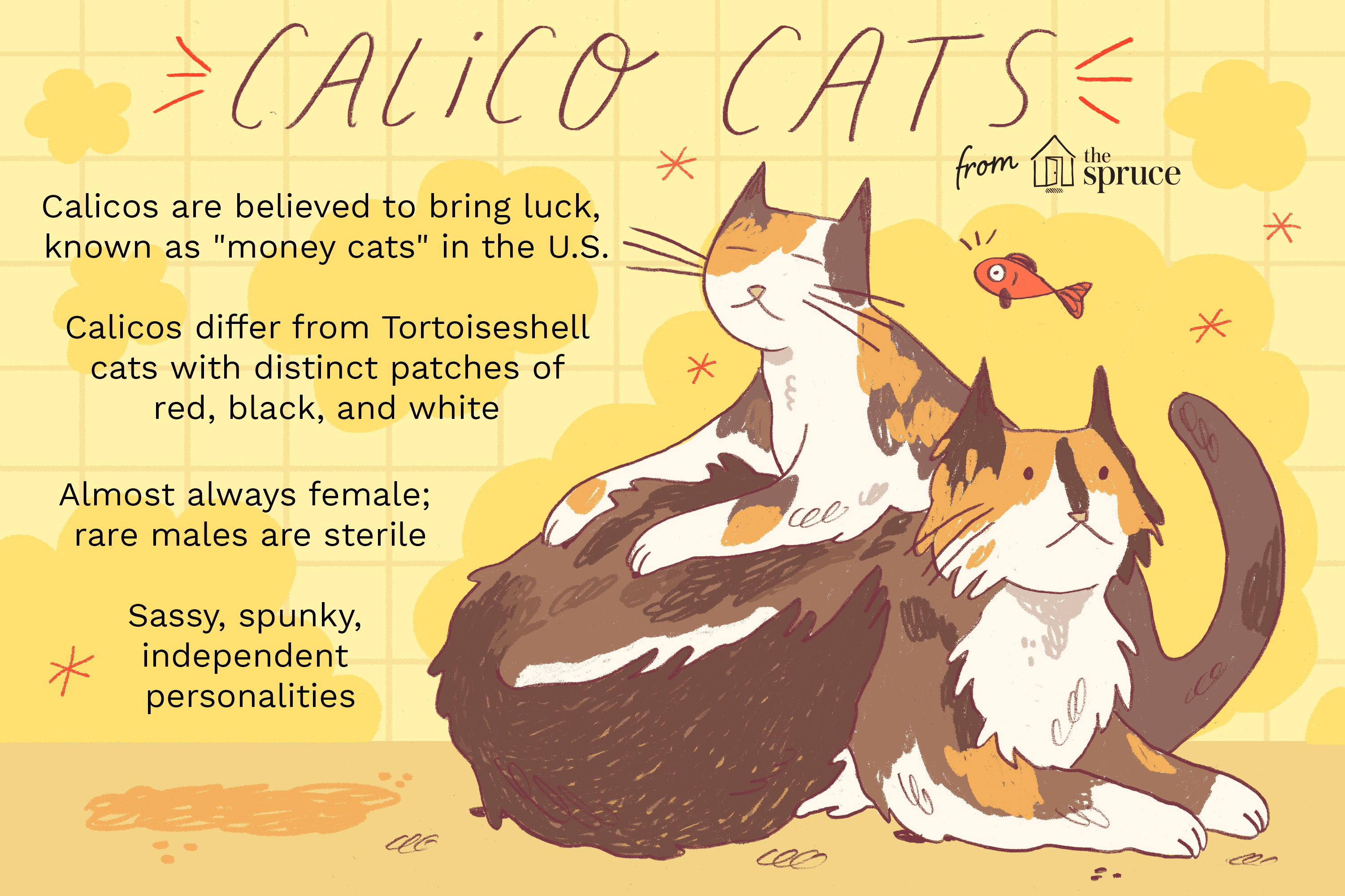 Calico Cats: Colors, Genetics, and Unique Traits