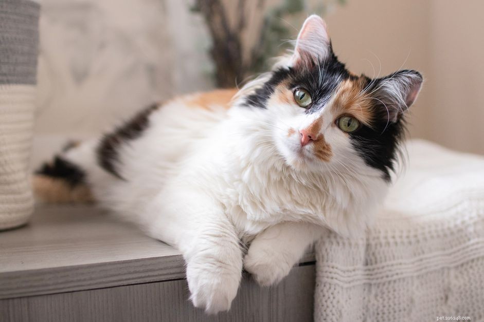 Calico Cats: Colors, Genetics, and Unique Traits