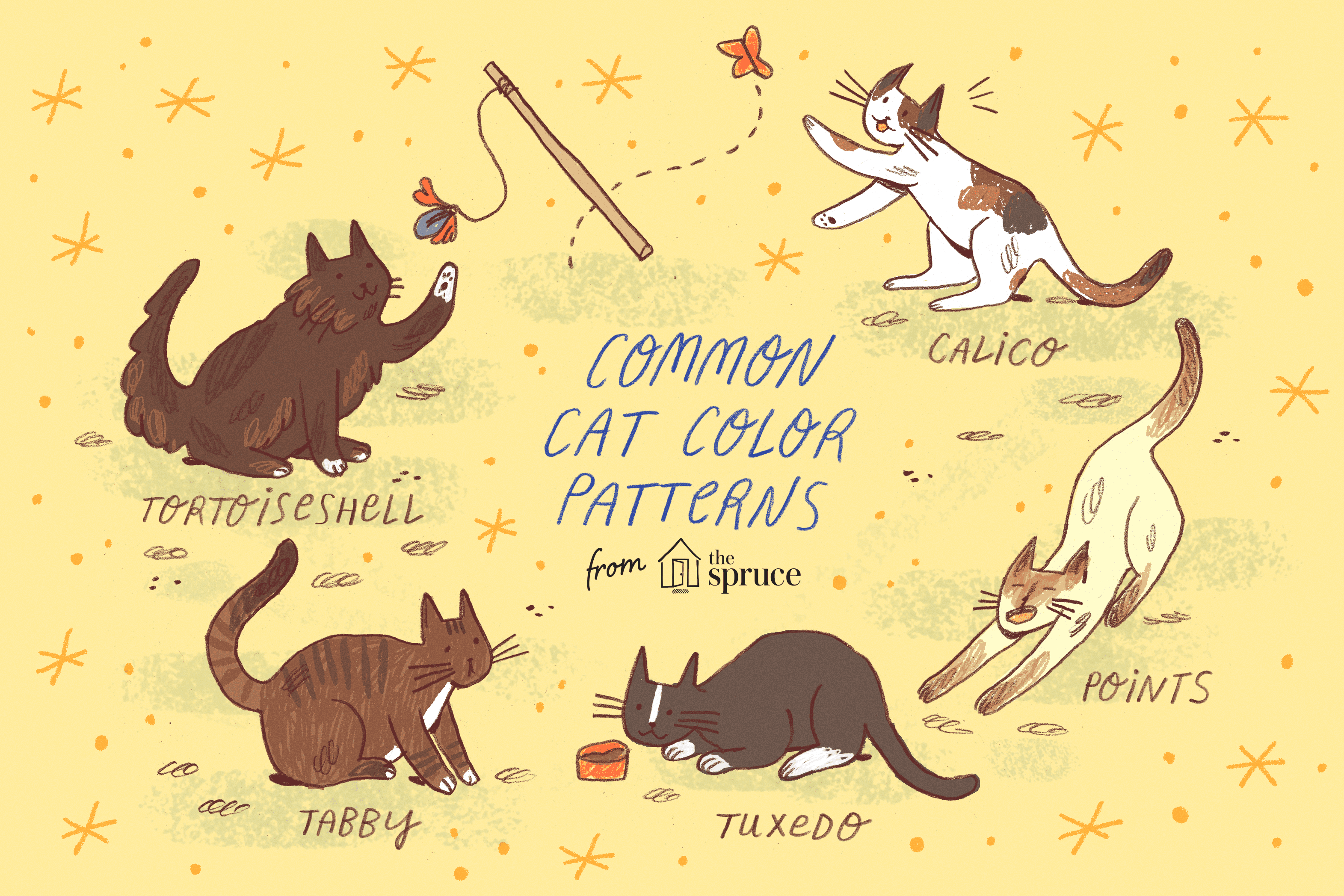 Mastering Cat Breeds, Domestic Cats, and Color Patterns
