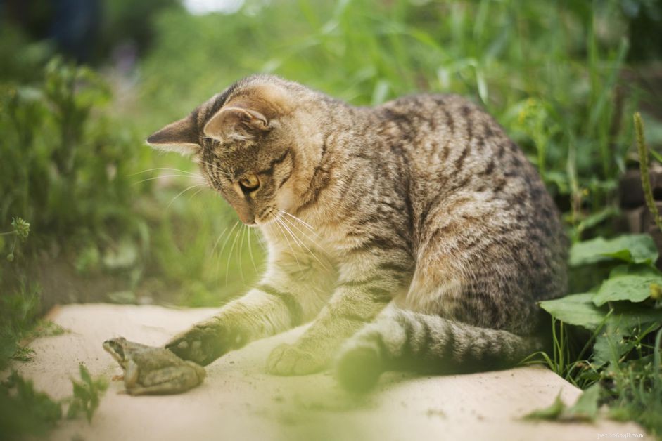 Mastering Cat Breeds, Domestic Cats, and Color Patterns