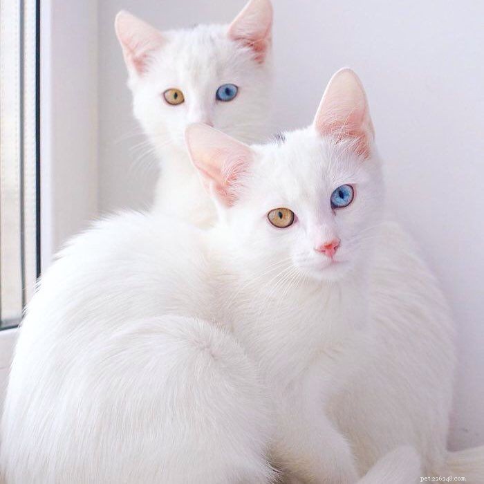 9 Stunning White Cats: Breeds, Traits & Fun Facts
