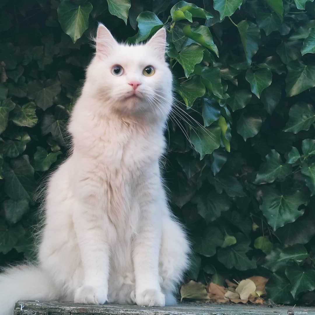 9 Stunning White Cats: Breeds, Traits & Fun Facts