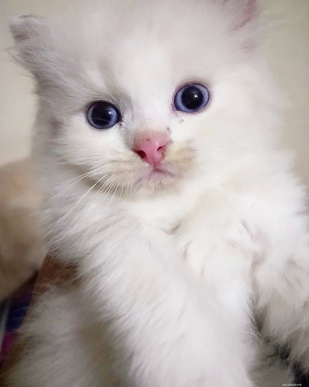 9 Stunning White Cats: Breeds, Traits & Fun Facts