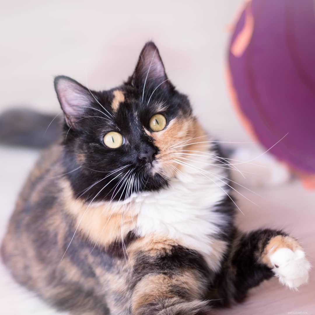 7 Stunning Tortoiseshell Cats & Their Playful Kittens