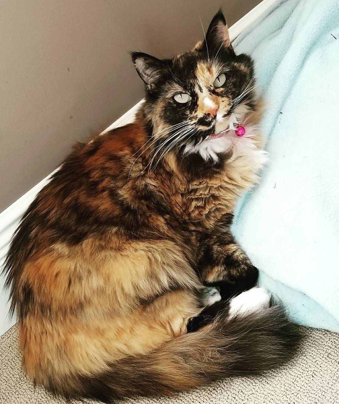 7 Stunning Tortoiseshell Cats & Their Playful Kittens