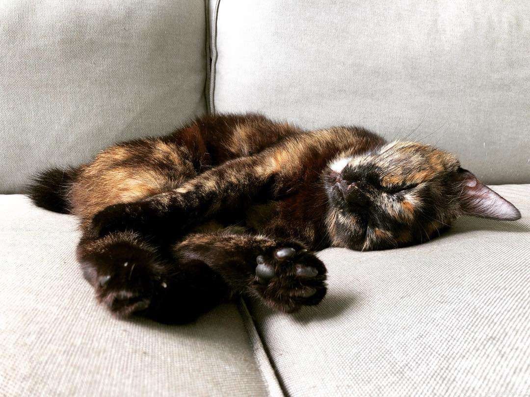 7 Stunning Tortoiseshell Cats & Their Playful Kittens