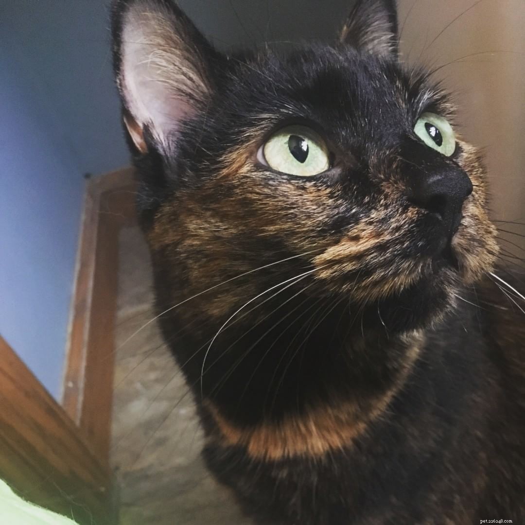 7 Stunning Tortoiseshell Cats & Their Playful Kittens