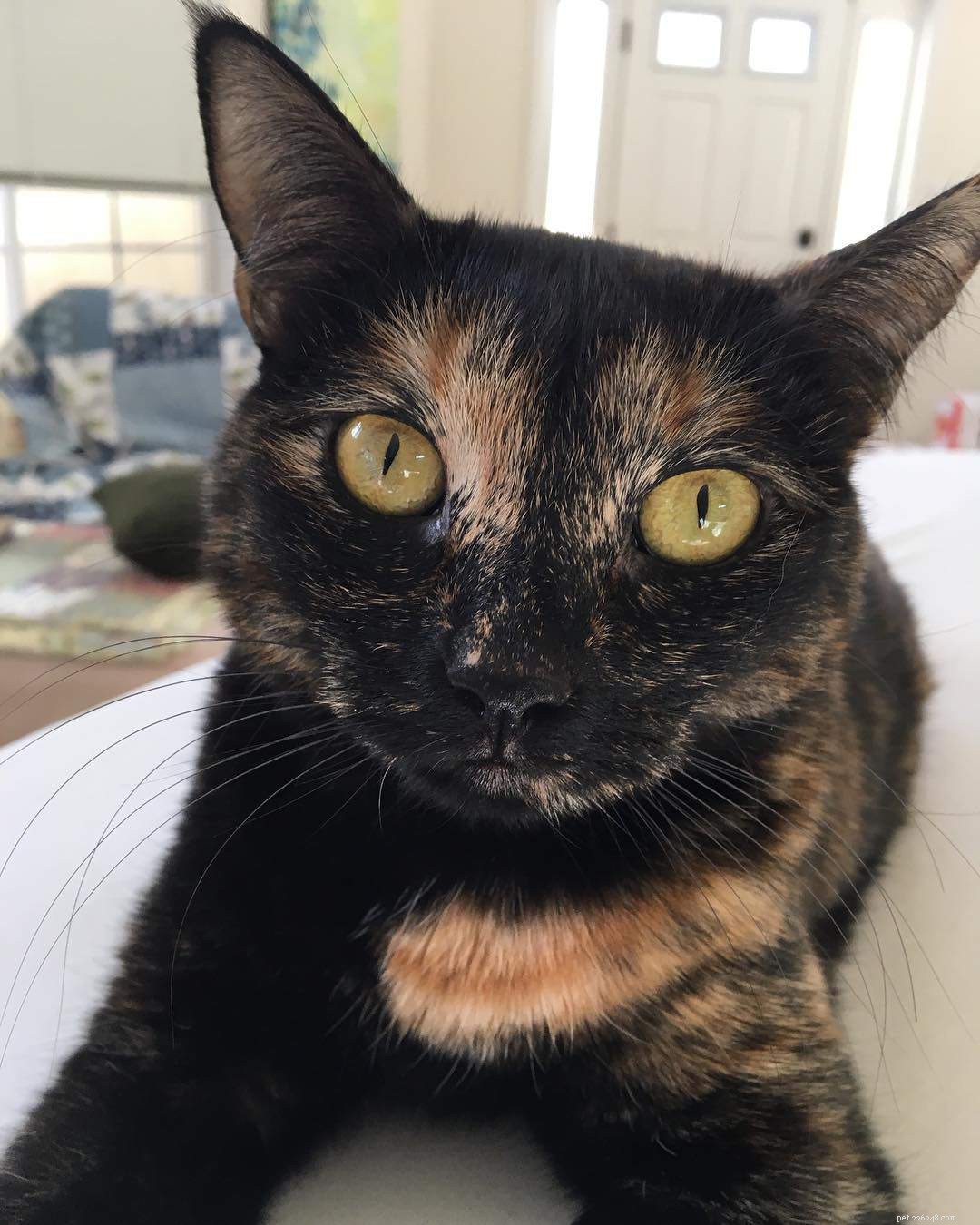7 Stunning Tortoiseshell Cats & Their Playful Kittens