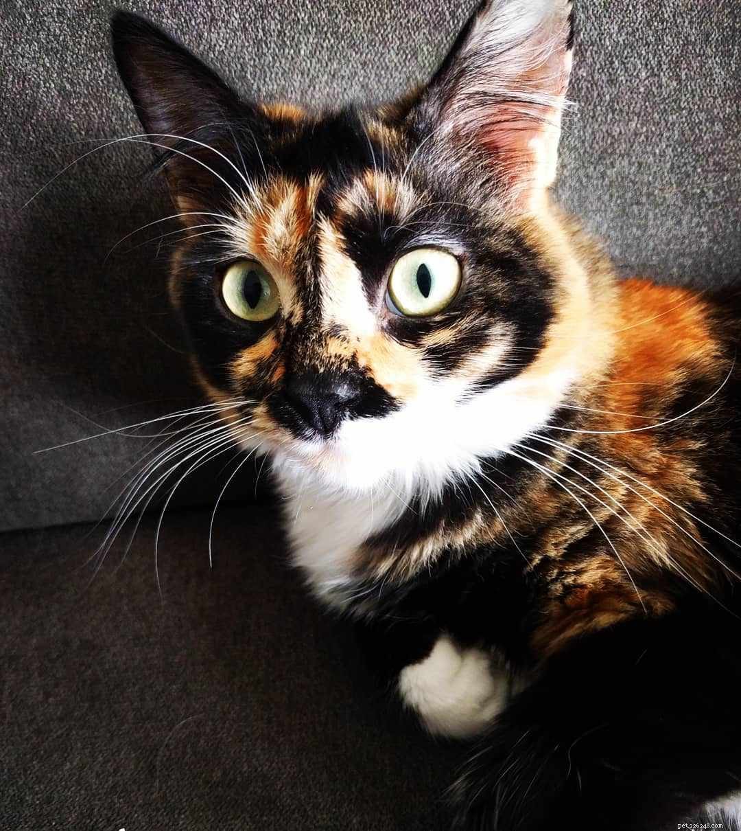 7 Stunning Tortoiseshell Cats & Their Playful Kittens