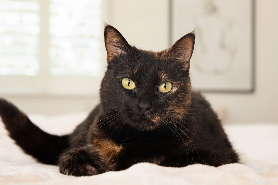 7 Stunning Tortoiseshell Cats & Their Playful Kittens