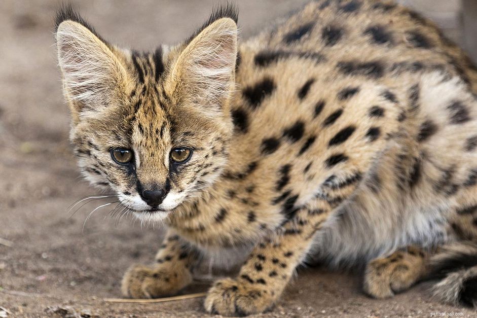Serval Cat Profile: Breed, Care, and Adoption Guide