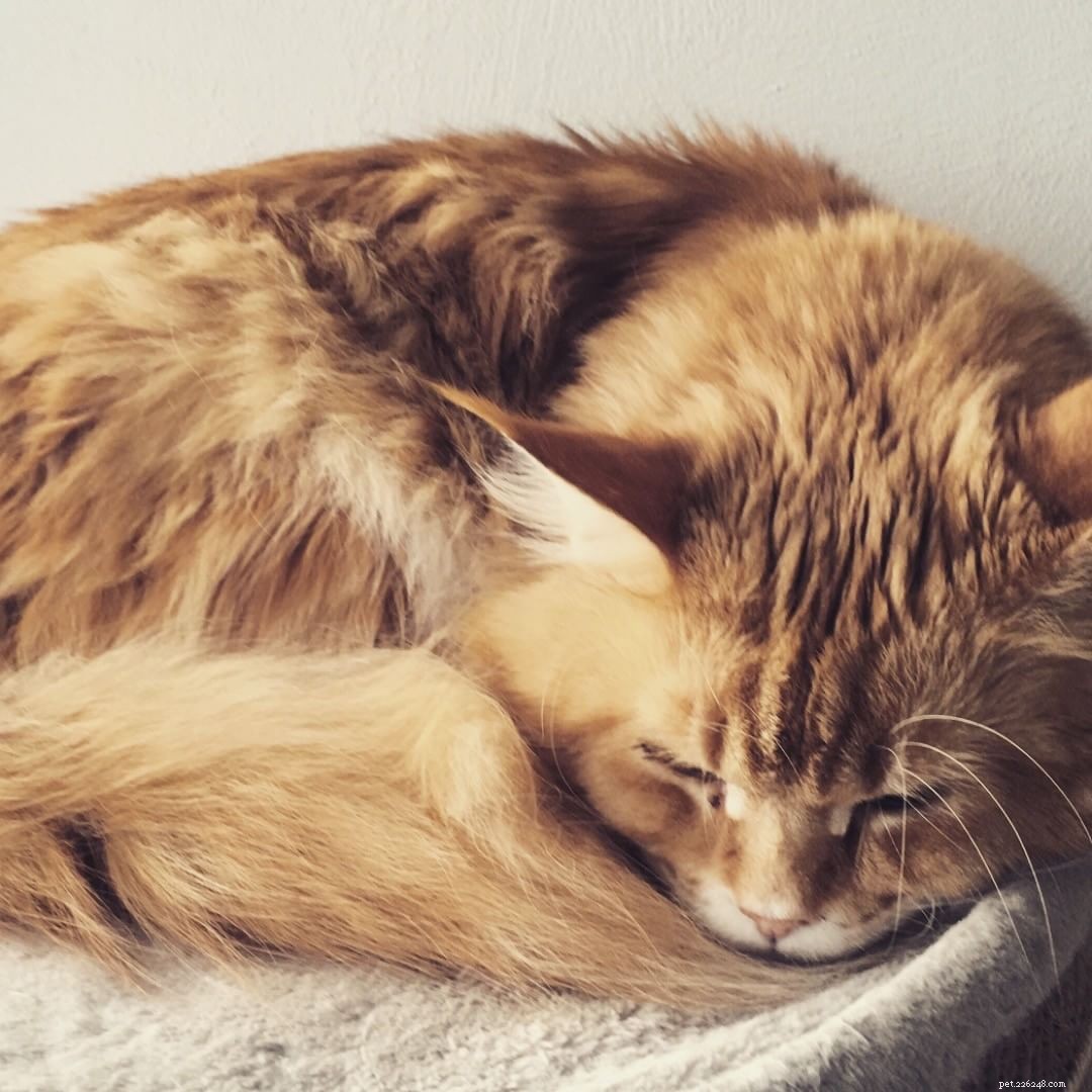 Maine Coon Cats: Size, Temperament, and Care for Your Gentle Giant