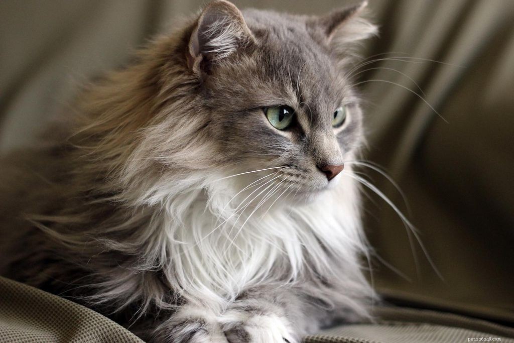 Maine Coon Cats: Size, Temperament, and Care for Your Gentle Giant