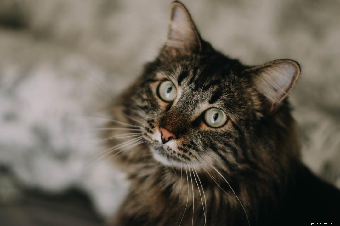 Maine Coon Cats: Size, Temperament, and Care for Your Gentle Giant