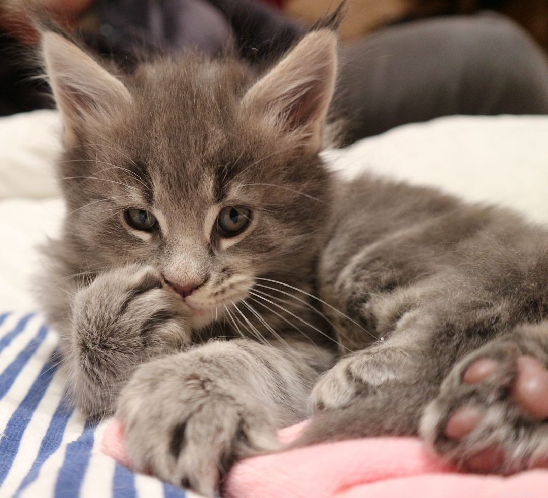 Maine Coon Cats: Size, Temperament, and Care for Your Gentle Giant