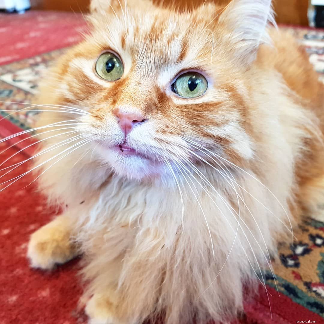 Maine Coon Cats: Size, Temperament, and Care for Your Gentle Giant