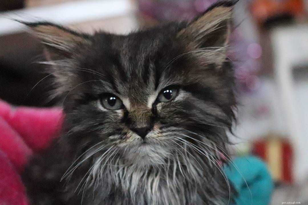 Maine Coon Cats: Size, Temperament, and Care for Your Gentle Giant