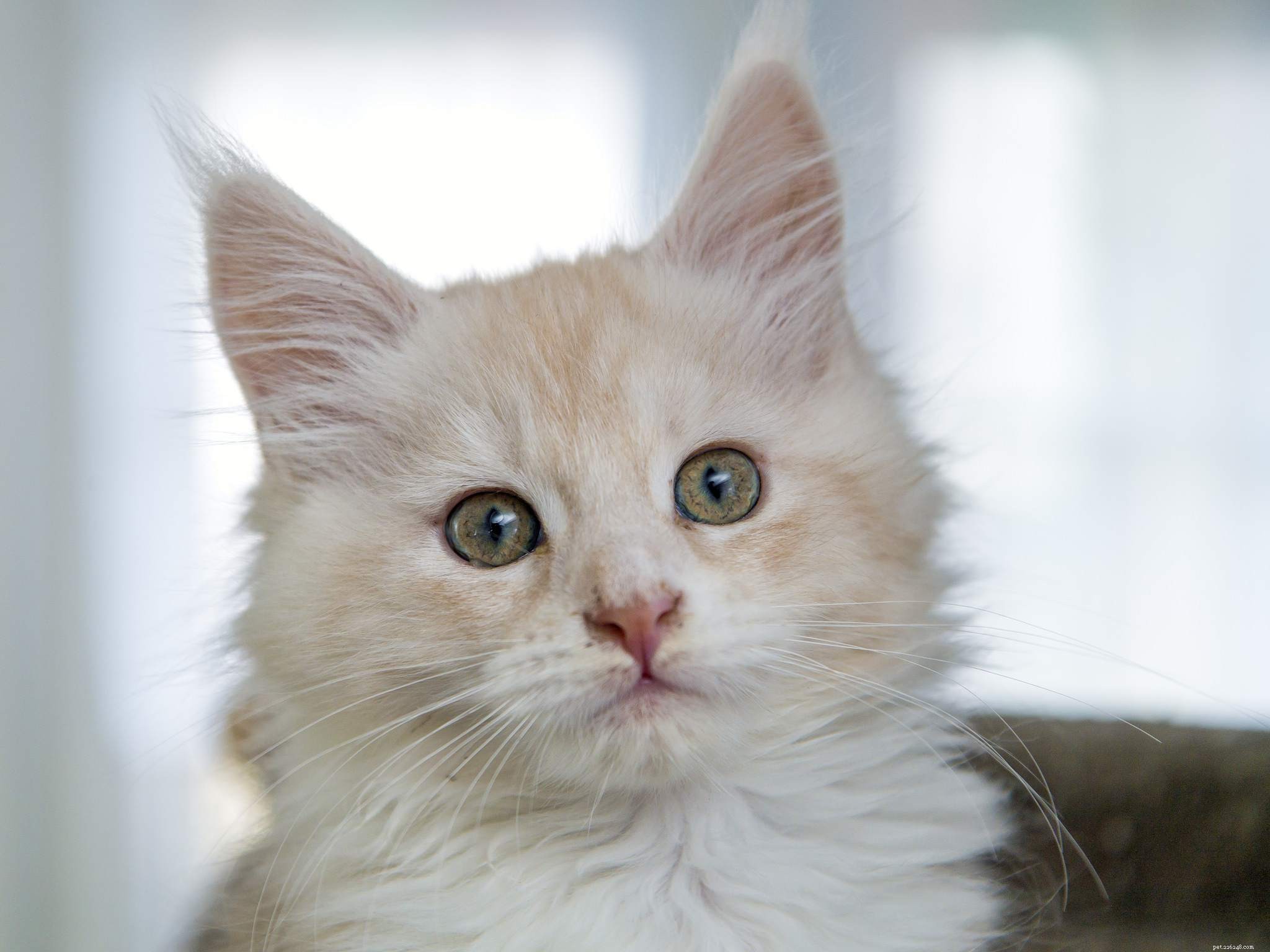 Maine Coon Cats: Size, Temperament, and Care for Your Gentle Giant