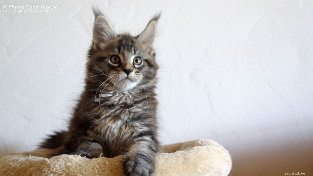 Maine Coon Cats: Size, Temperament, and Care for Your Gentle Giant