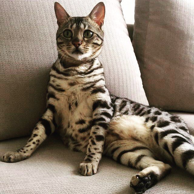 Bengal Cats and Kittens: Stunning Images, Key Facts, and Ownership Guidelines