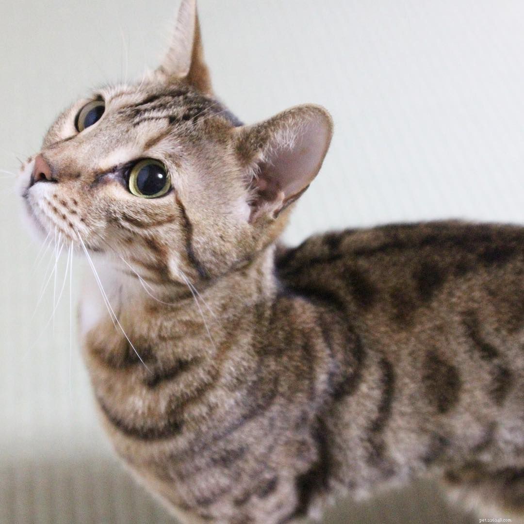 Bengal Cats and Kittens: Stunning Images, Key Facts, and Ownership Guidelines