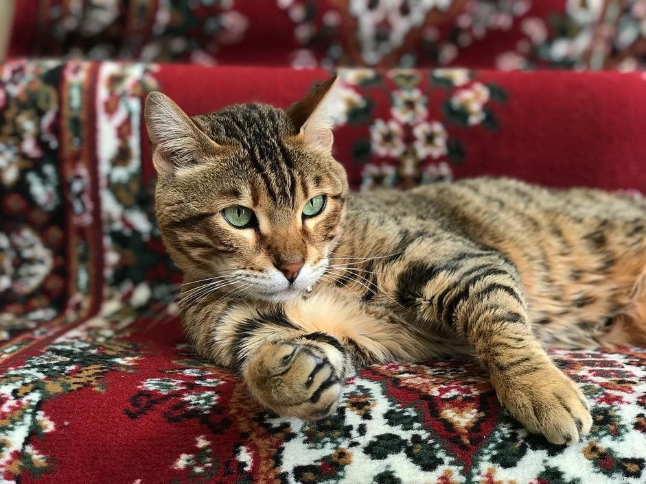Bengal Cats and Kittens: Stunning Images, Key Facts, and Ownership Guidelines