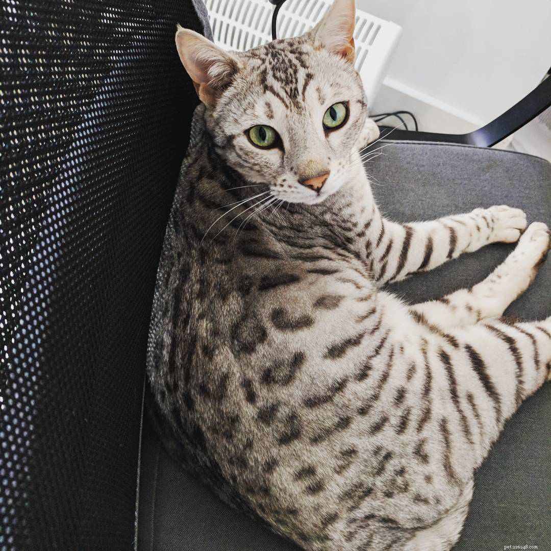 Bengal Cats and Kittens: Stunning Images, Key Facts, and Ownership Guidelines