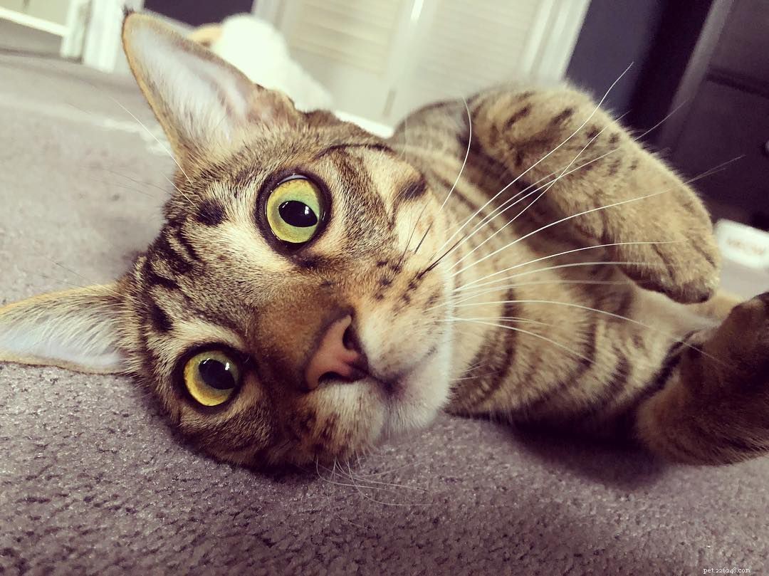 Bengal Cats and Kittens: Stunning Images, Key Facts, and Ownership Guidelines