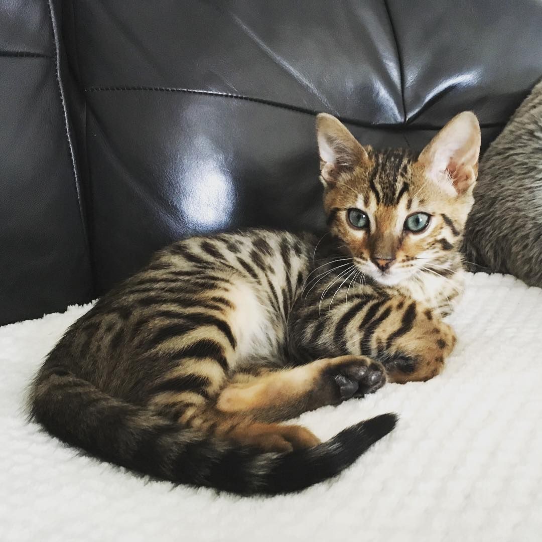Bengal Cats and Kittens: Stunning Images, Key Facts, and Ownership Guidelines