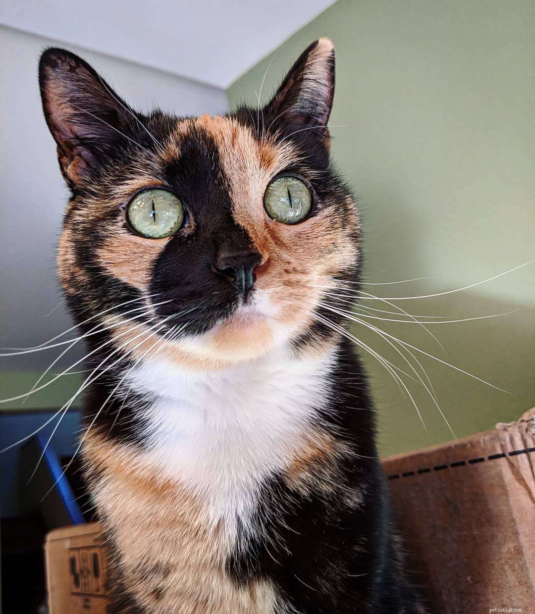Explore Calico Cats: Stunning Images & Fascinating Facts