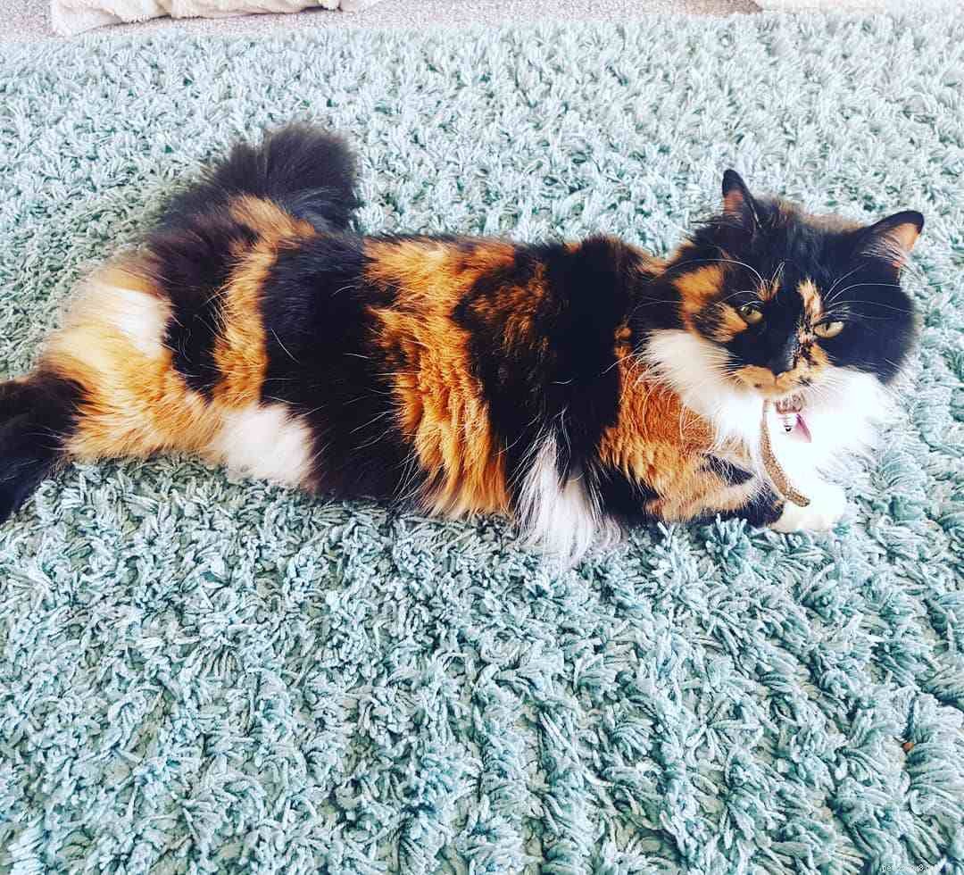 Explore Calico Cats: Stunning Images & Fascinating Facts