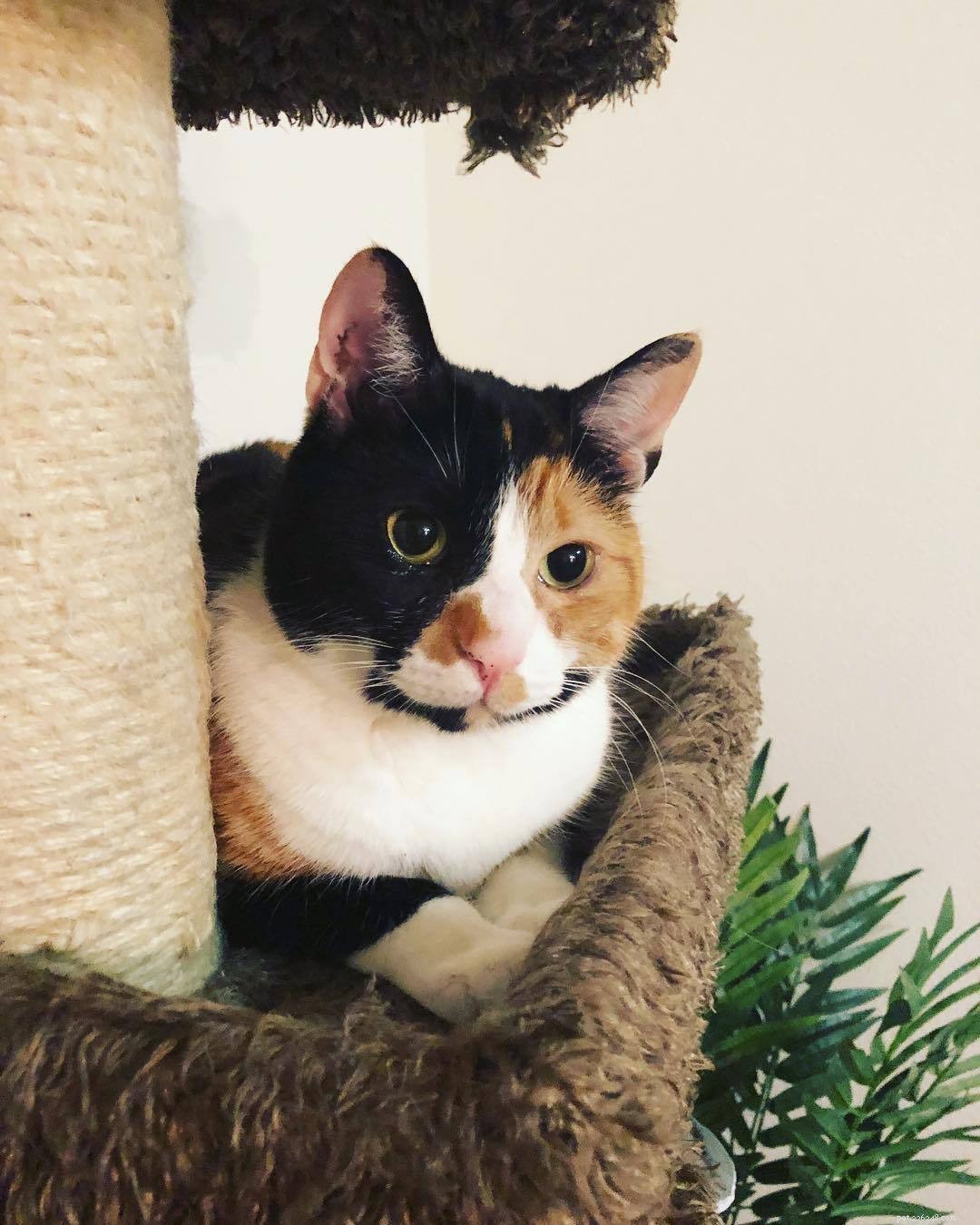 Explore Calico Cats: Stunning Images & Fascinating Facts
