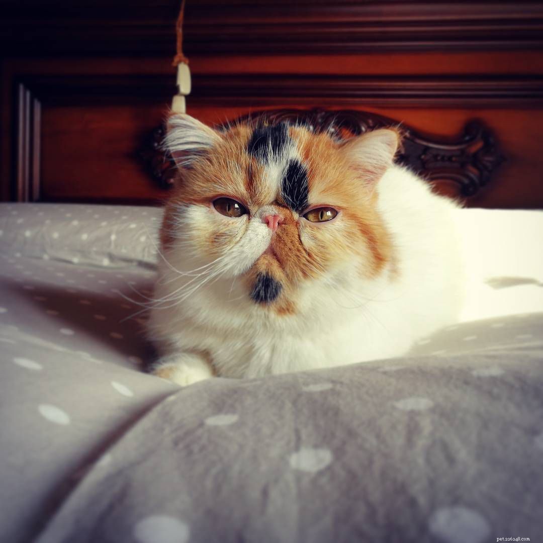 Explore Calico Cats: Stunning Images & Fascinating Facts