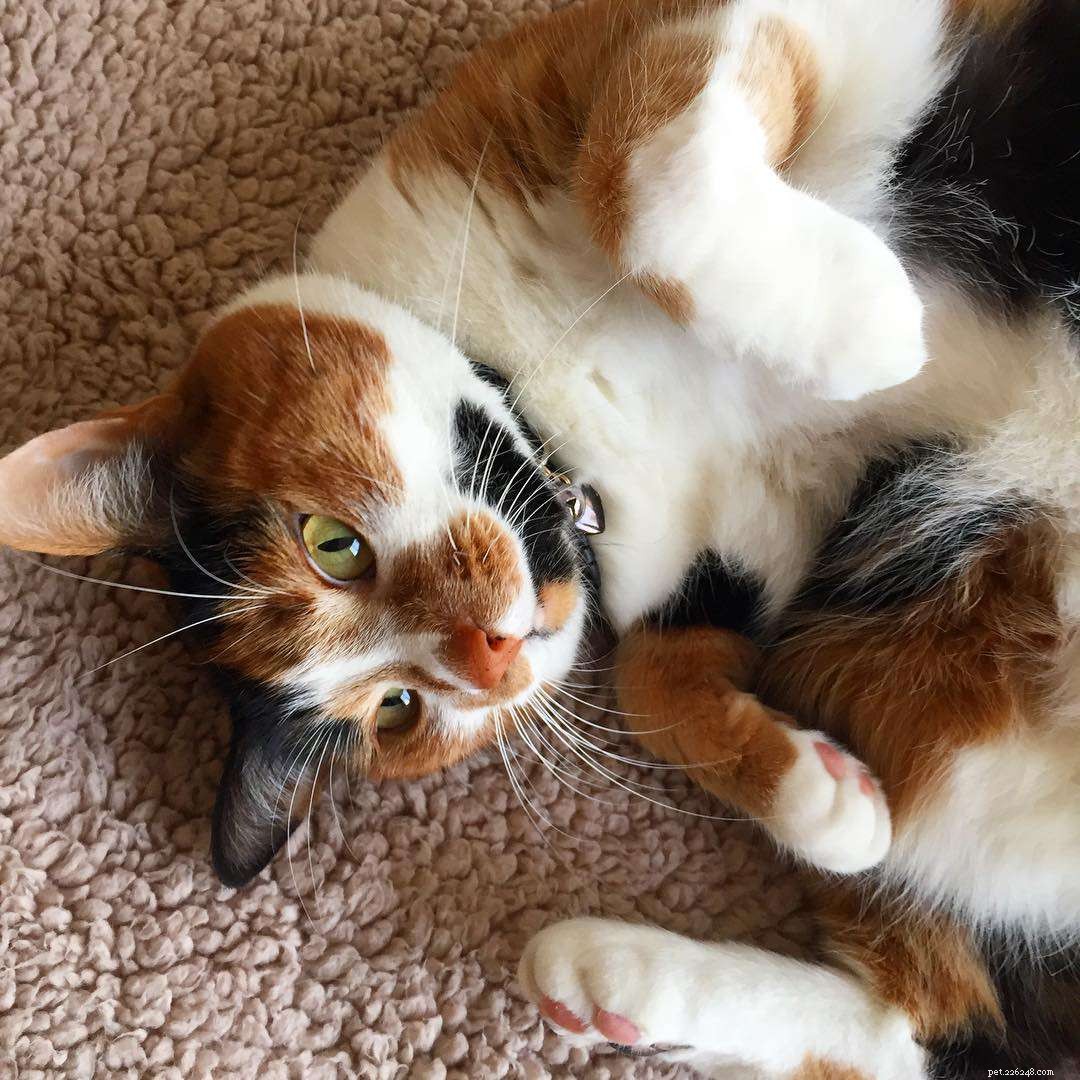 Explore Calico Cats: Stunning Images & Fascinating Facts
