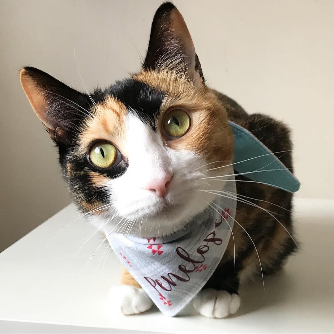 Explore Calico Cats: Stunning Images & Fascinating Facts