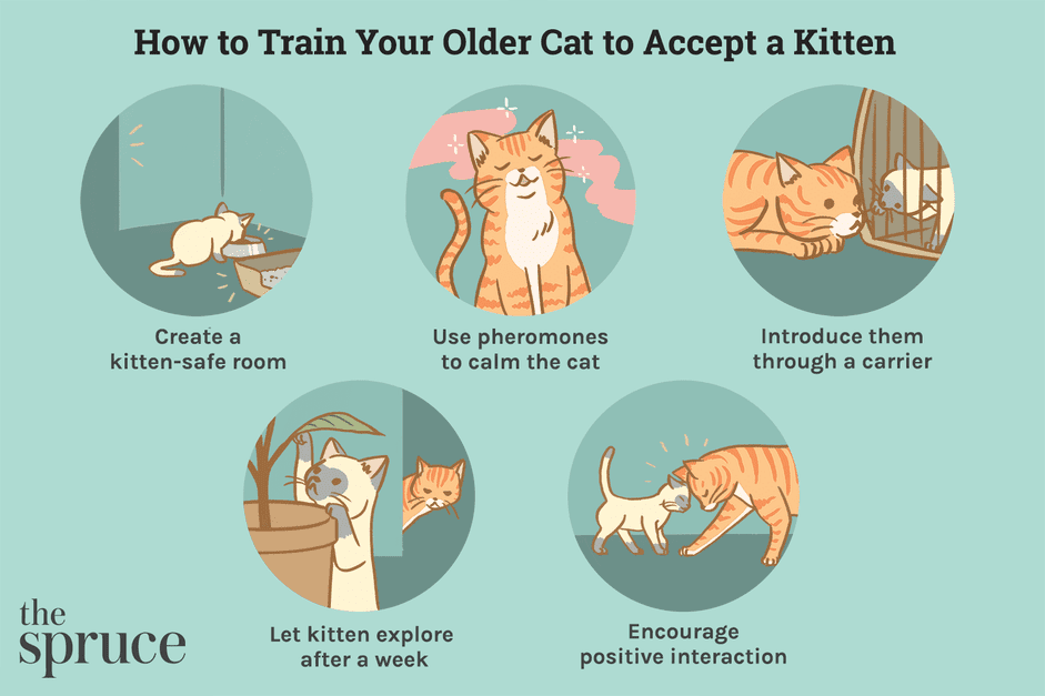 Introducing a New Kitten to an Older Cat: Expert Tips for a Harmonious Home