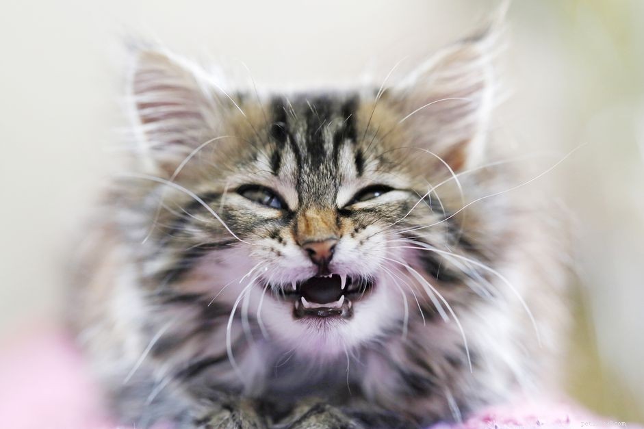 Kitten Dental Care: Basics for Healthy Smiles