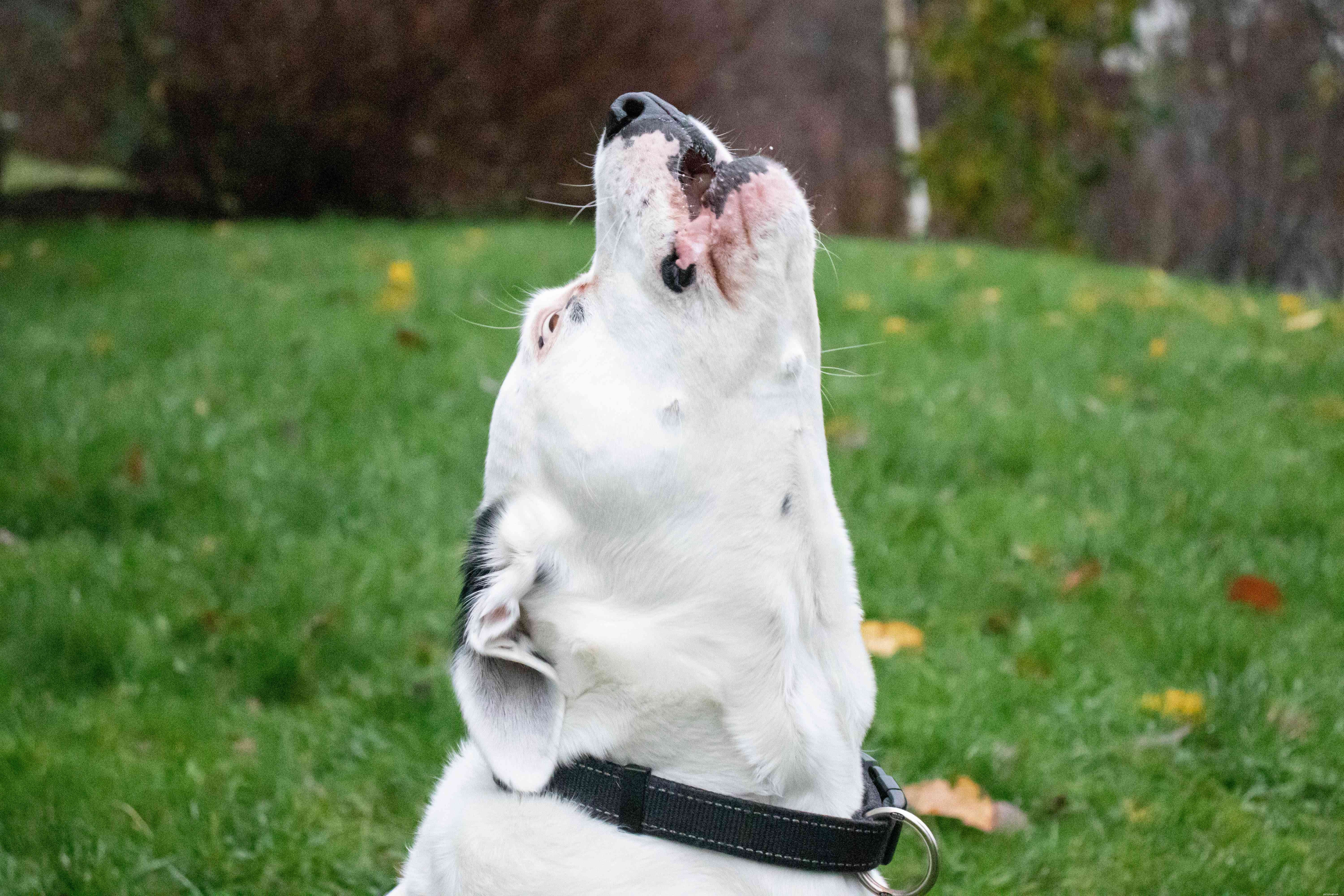 Top 10 Dog Behavior Issues & How to Resolve Them