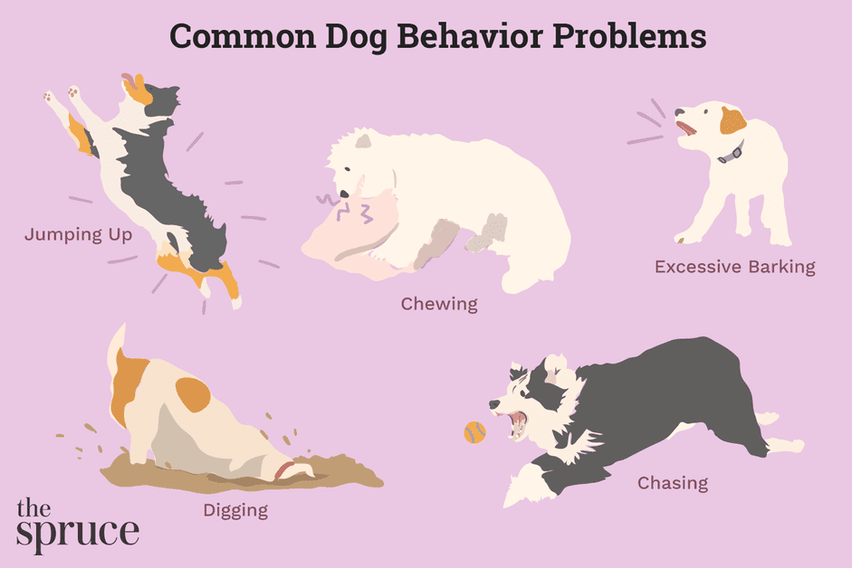 Top 10 Dog Behavior Issues & How to Resolve Them