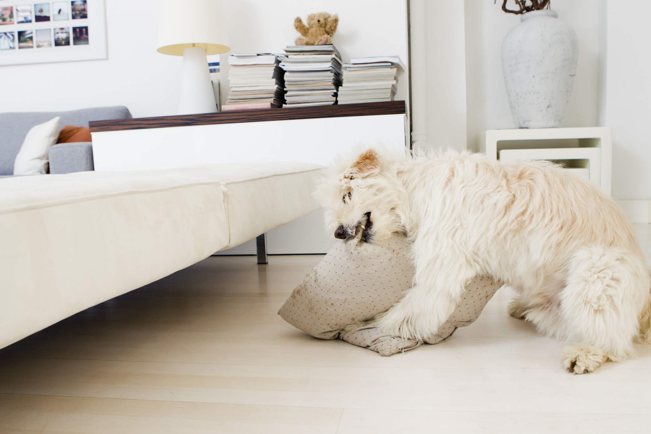 Top 10 Dog Behavior Issues & How to Resolve Them