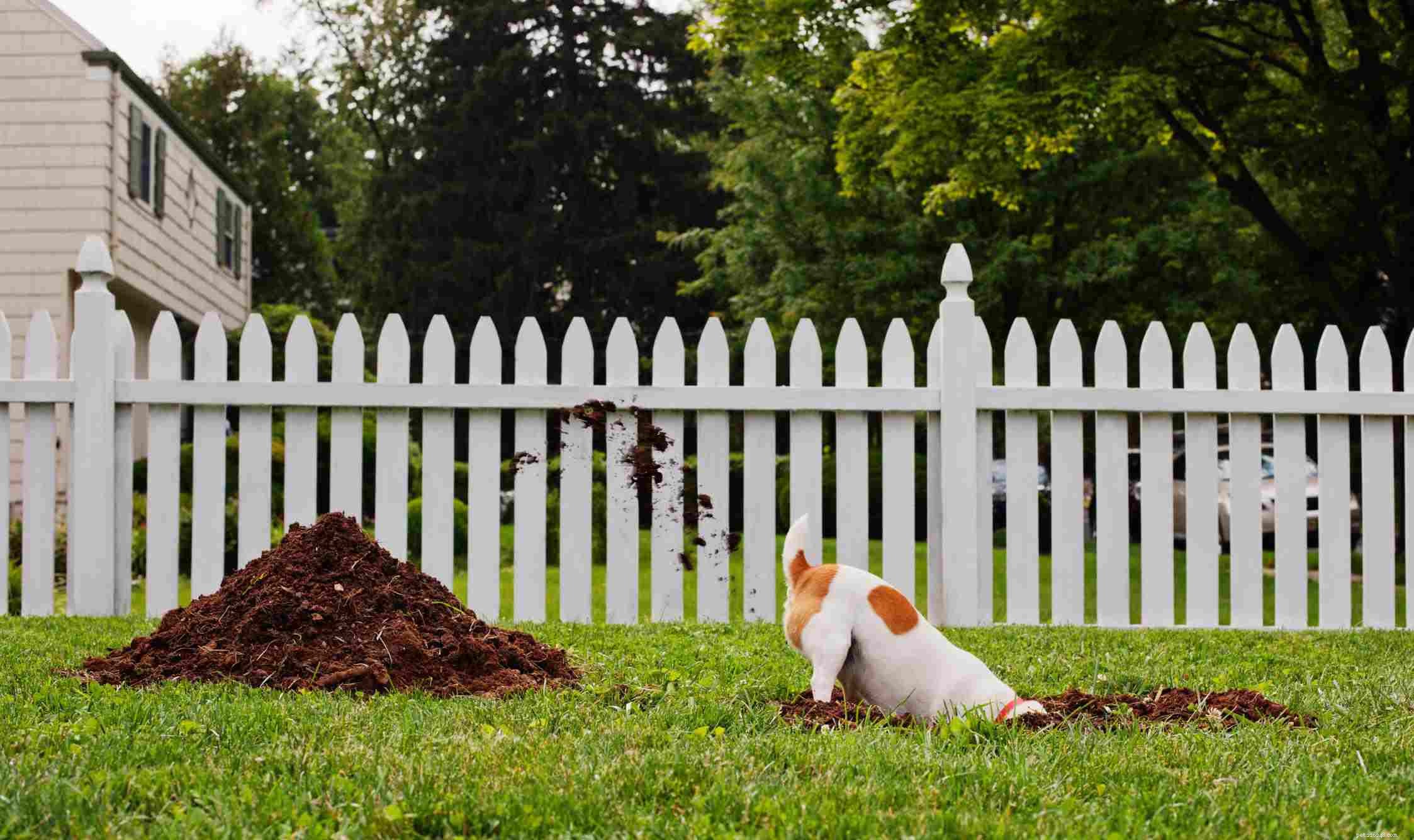 Top 10 Dog Behavior Issues & How to Resolve Them