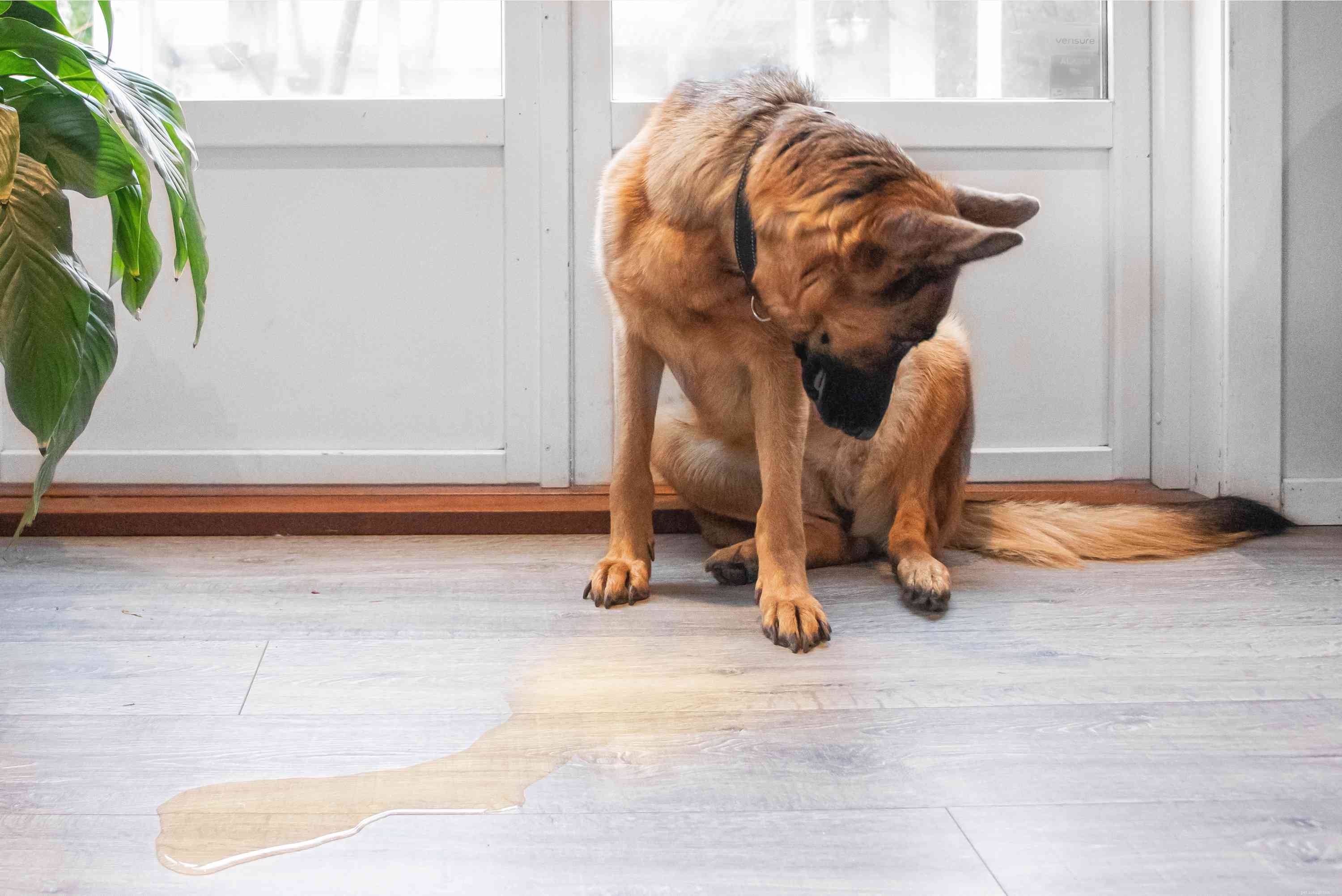 Top 10 Dog Behavior Issues & How to Resolve Them