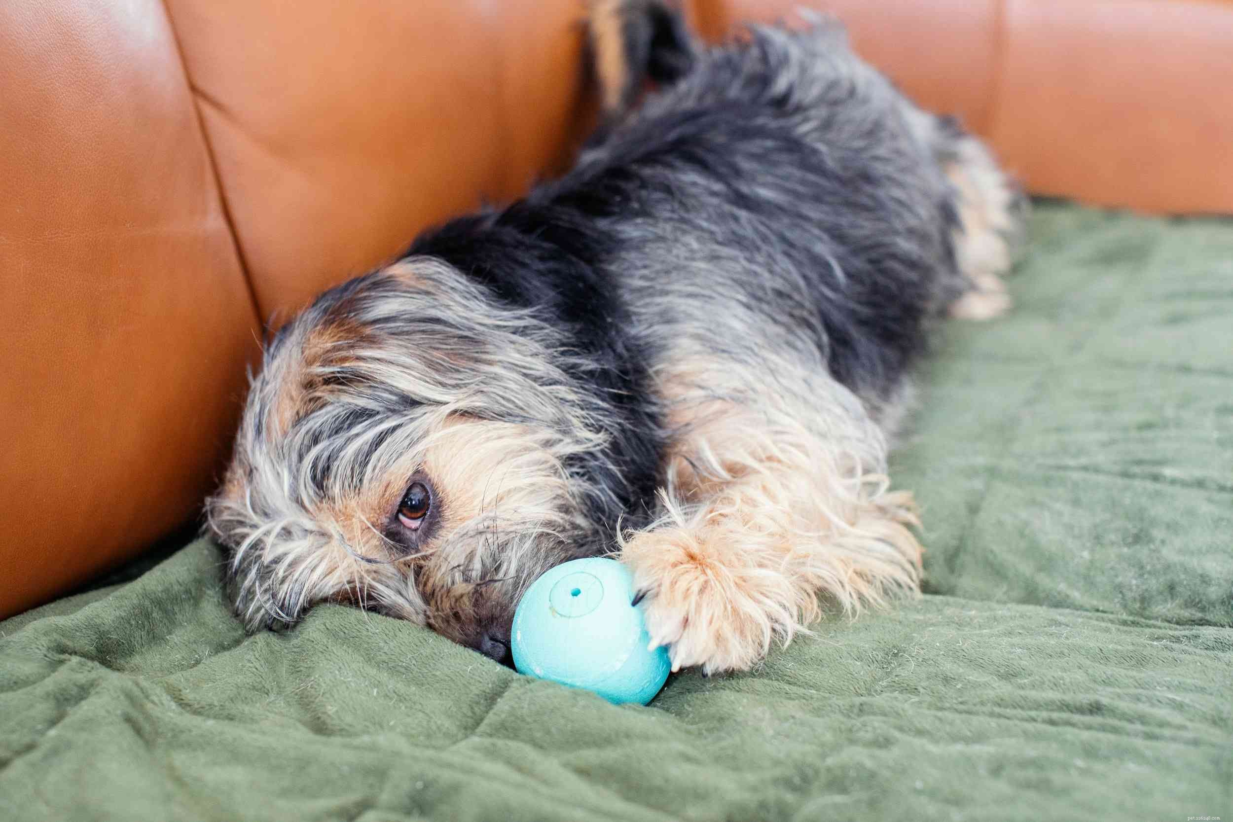 Top 10 Dog Behavior Issues & How to Resolve Them